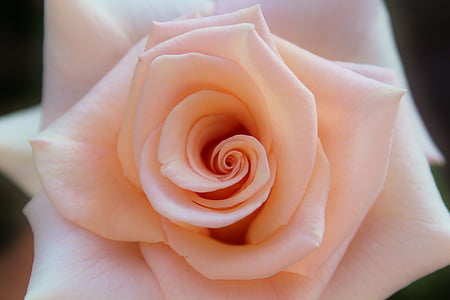 pink rose in close-up photography thumbnail