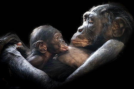monkey breastfeeding infant thumbnail