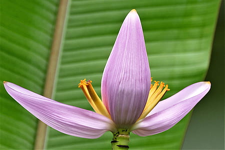 yellow banana blossom close up photo thumbnail