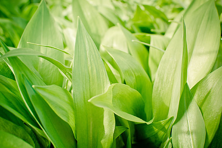 Garlic Leaves, Bear'S Garlic thumbnail