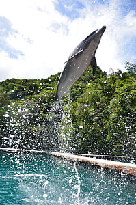 dolphin jump over the water thumbnail