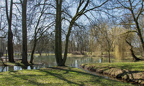trees beside body of water thumbnail