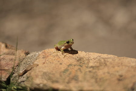 nature, animal, stone, wild thumbnail