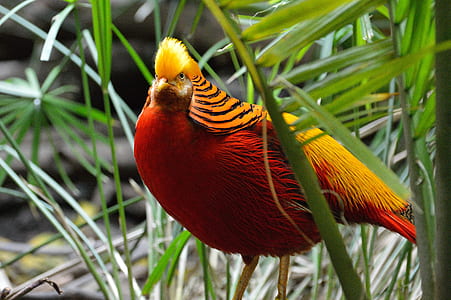 selective photography of golden pheasant standing beside palm plant thumbnail