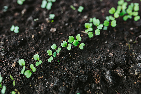 Early spring garden thumbnail