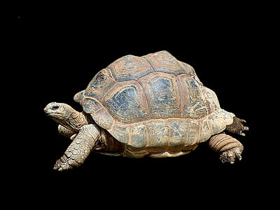 brown sea turtle thumbnail