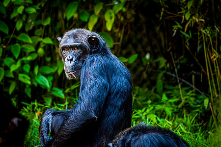 black primate photography thumbnail