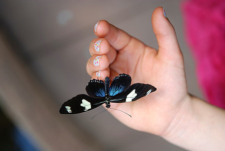 macro photography of longwing butterfly on person palm thumbnail