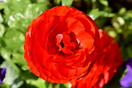 round red flower on macro shot thumbnail