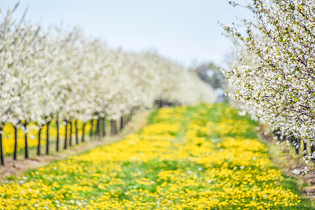 selective focus photography of yellow and white flowers at daytime thumbnail