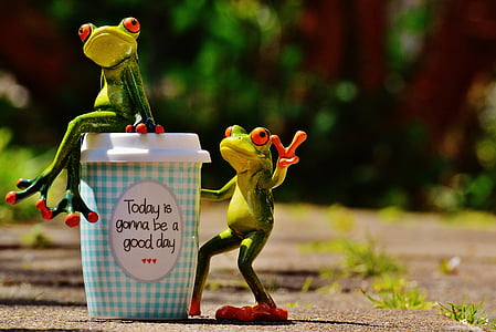 two red-eyed frogs thumbnail