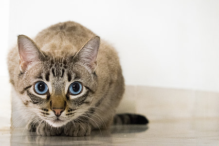 silver tabby cat thumbnail