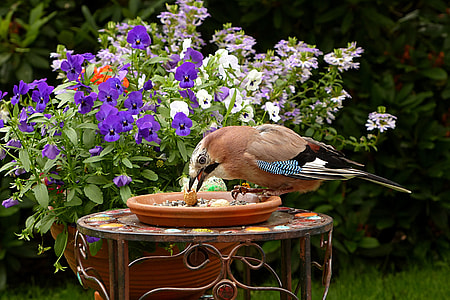 brown and multicolored bird standing on brown metal table near flowers thumbnail