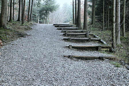low-angle photography of pathway surrounded by trees thumbnail