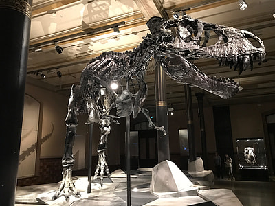 silver T-Rex skeleton thumbnail
