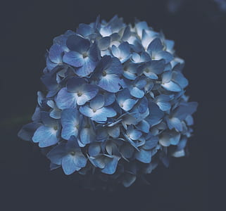 bouquet of blue flowers thumbnail