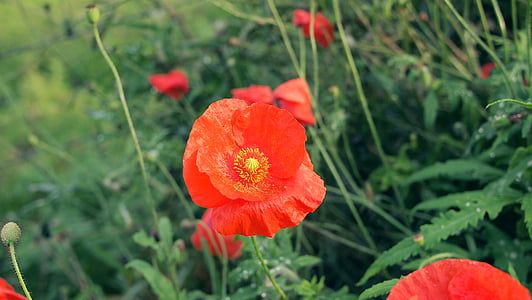 orange flowers thumbnail