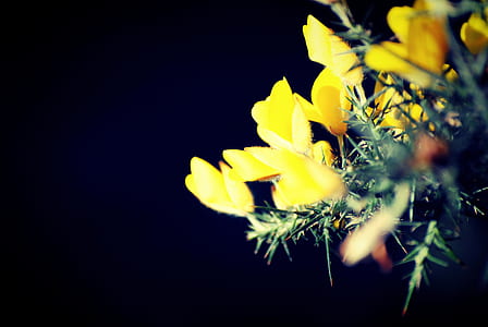 flowers, yellow, blooms, ginster thumbnail