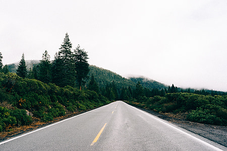 asphalt road between green trees thumbnail