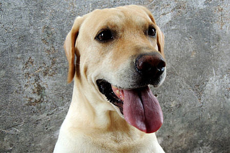 yellow Labrador retriever thumbnail