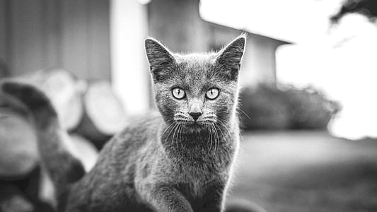 black-and-white, animal, pet, cat thumbnail
