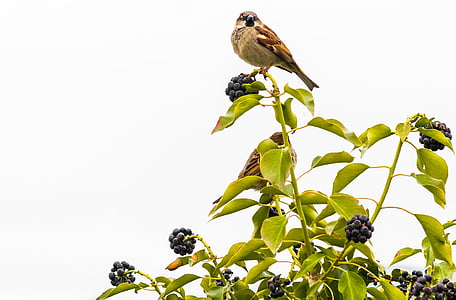bird perching on plant thumbnail