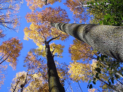 low-angle photography of trees thumbnail