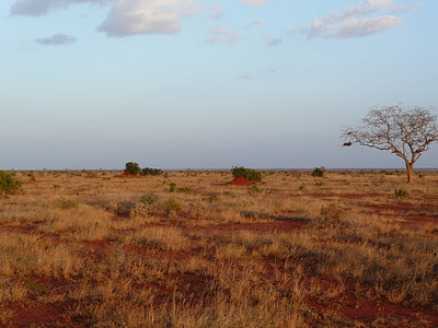 green grass on land under blue sky thumbnail