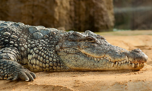 animal, animal photography, Crocodile, crocodylus niloticus, macro thumbnail