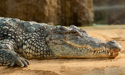 crocodile on brown sand thumbnail