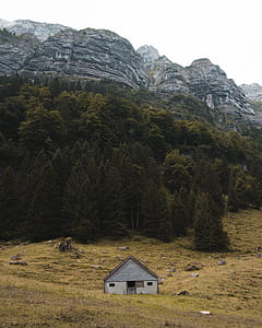 white and gray house beside green trees thumbnail
