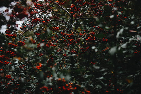 selective focus photography of coffee berry tree thumbnail