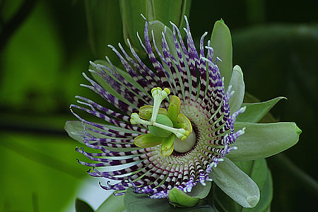 selective focus photography of cluster flower thumbnail