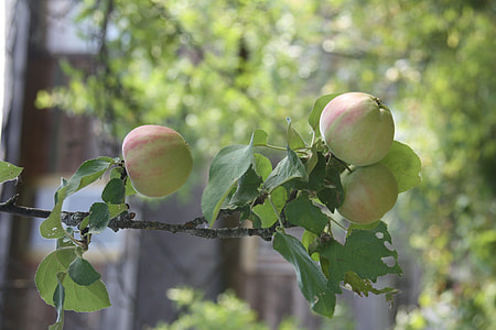 Apples On A Branch, Apple Orchard thumbnail