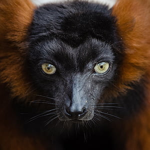 black and brown animal in closeup photo thumbnail