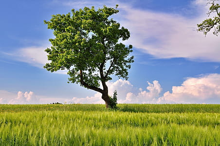 green trees and grass under gray and blue sky thumbnail