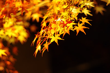 shallow focus photography of maple leaf thumbnail