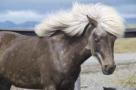 grey and white horse closeup photography thumbnail