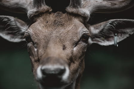 selective focus of deer thumbnail
