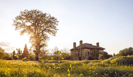 house beside tree thumbnail