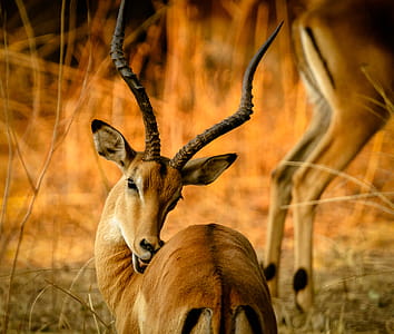 Selective Focus Photography Of Brown Gazelle thumbnail