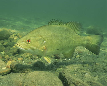 gray fish underwater thumbnail