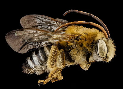 closeup photo of yellow horned bee thumbnail