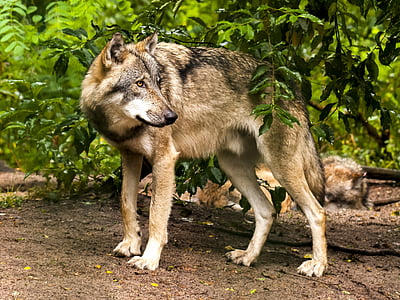 gray wolf under a tree photo near a pack thumbnail