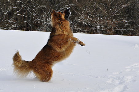 tan dog on snow thumbnail