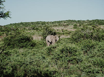 gray elephant thumbnail