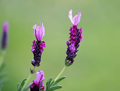 selective focus photography of several purple petaled flowers thumbnail