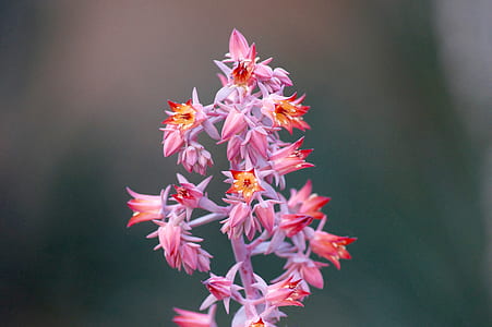 close-up photography of pink petaled flower thumbnail