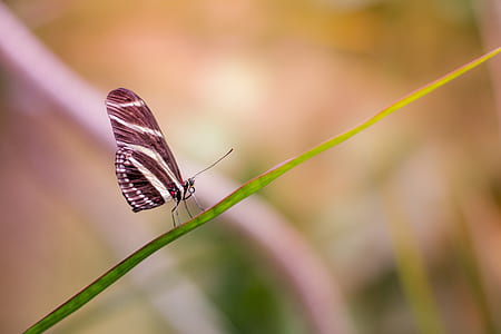 zebra longwing butterfly perching on grass leaf thumbnail