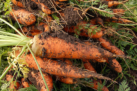freshly harvest carrots thumbnail